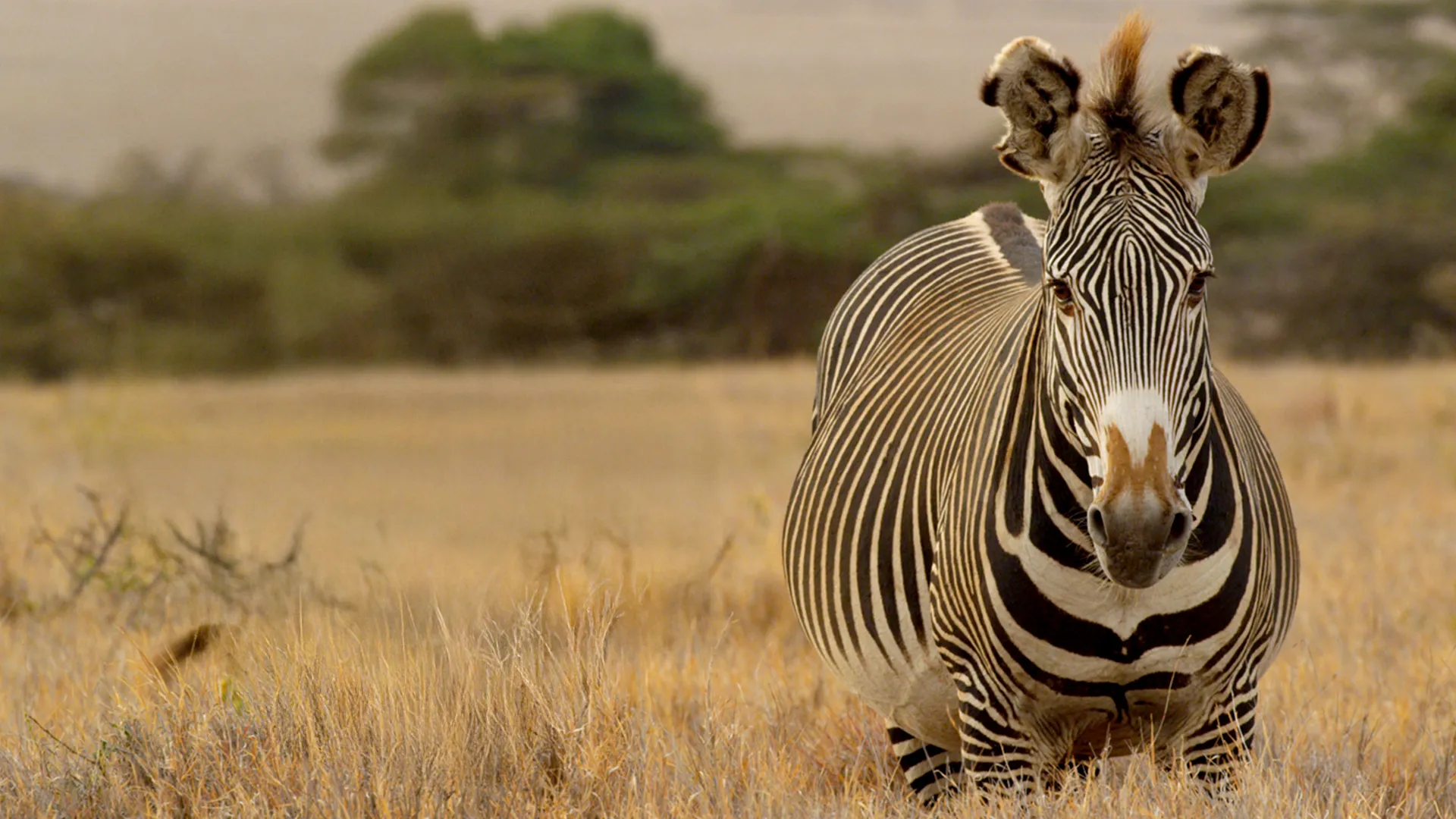 Diarios de Vida Silvestre de Kenia