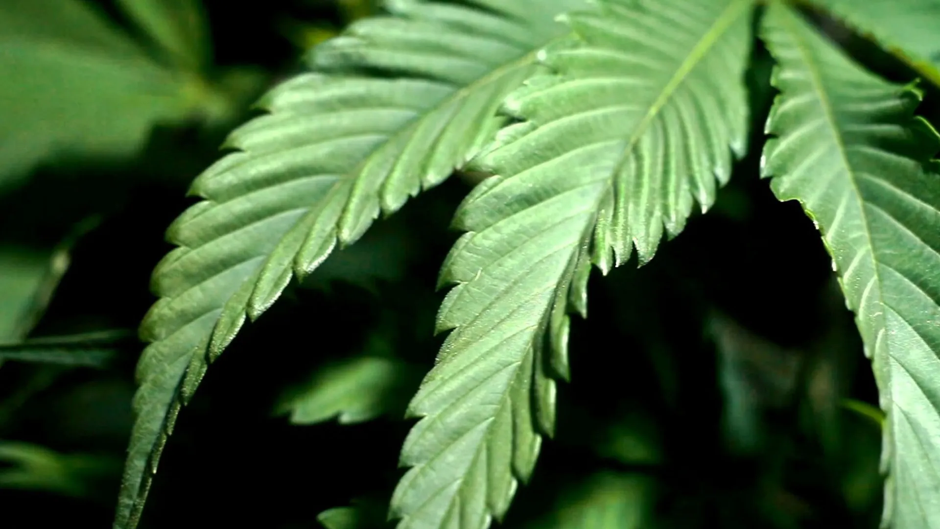 Cannabis: Through The Ages