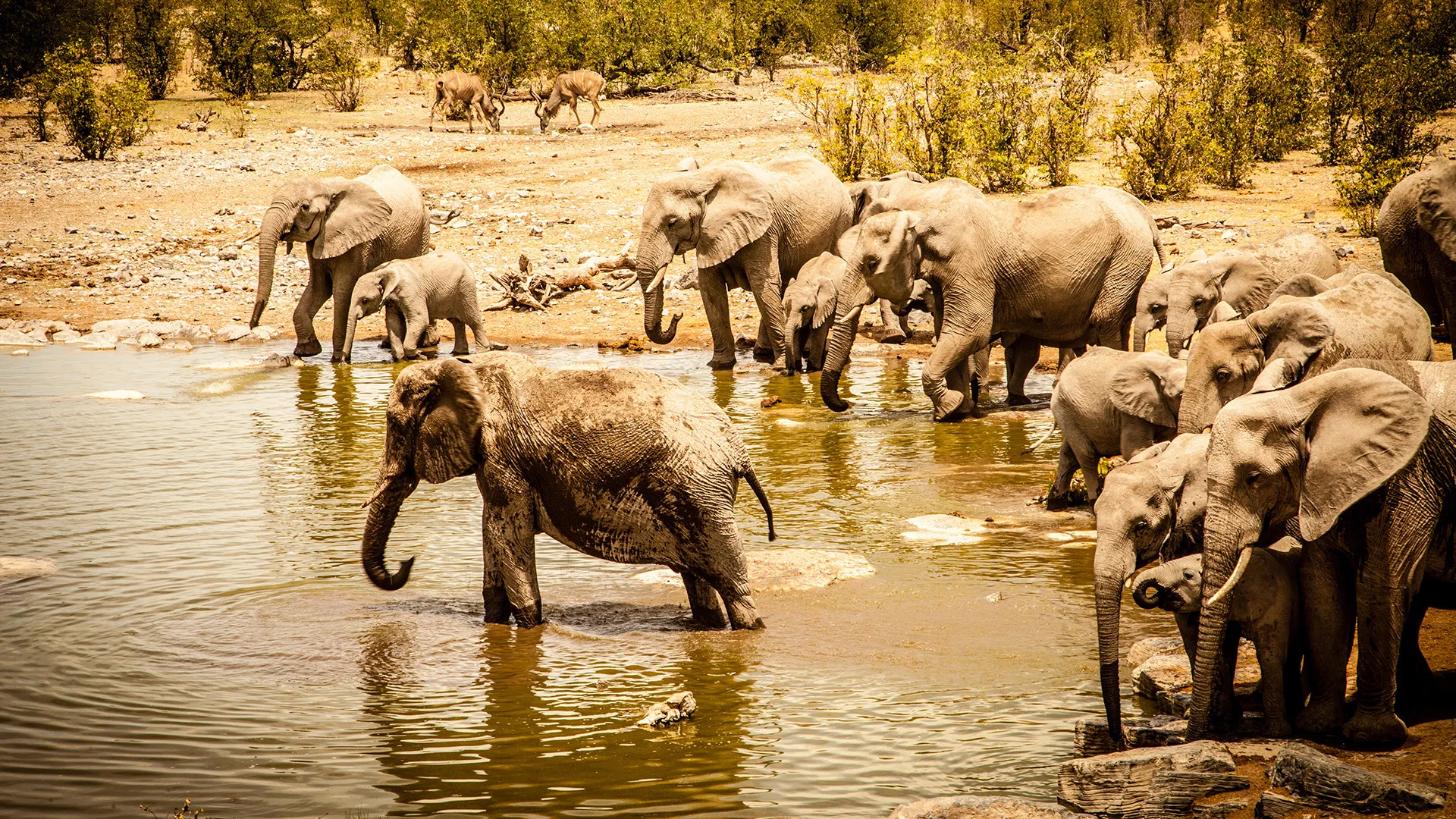 Überleben in der Savanne - Der Etosha-Nationalpark