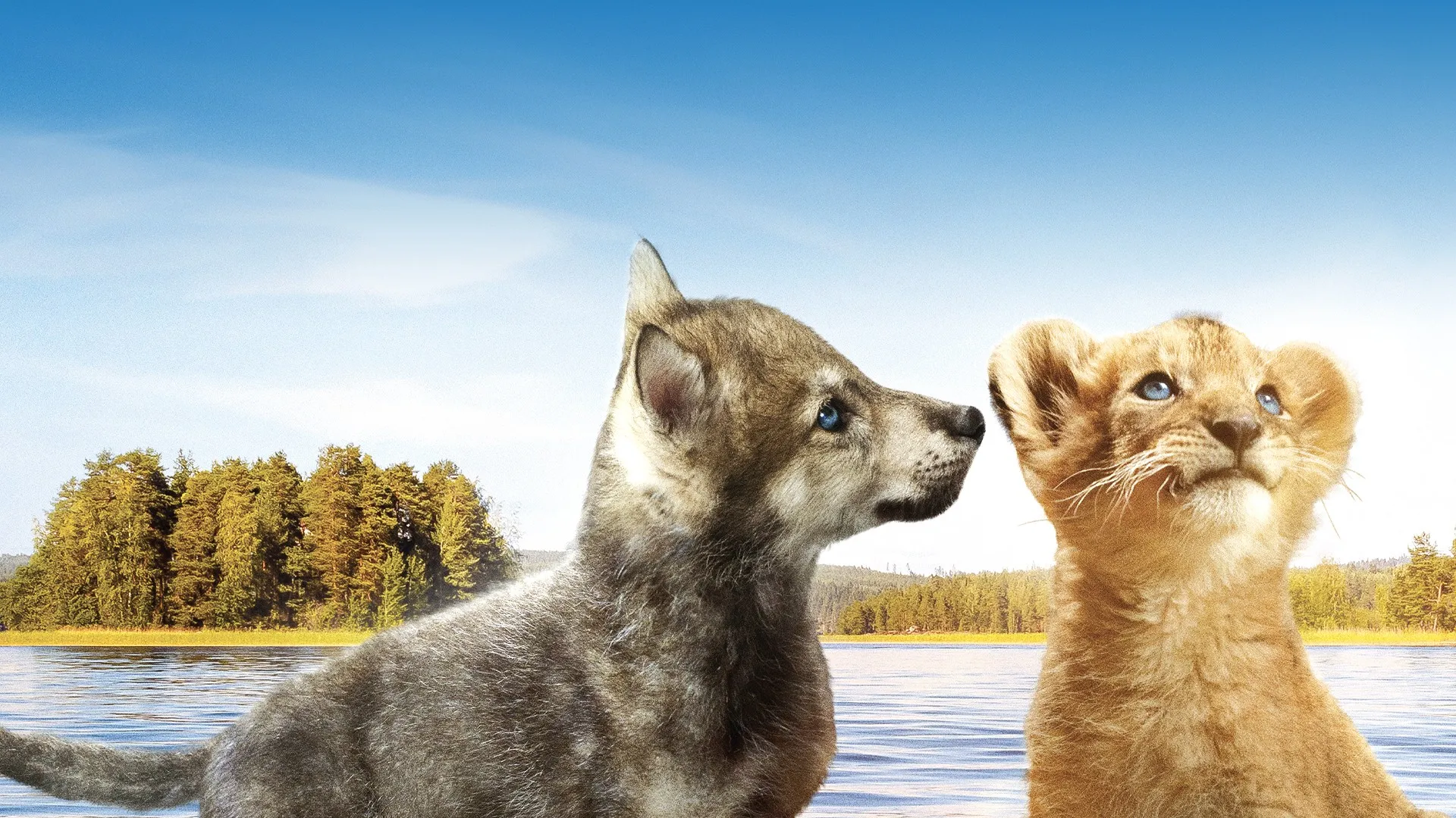 The Wolf and the Lion