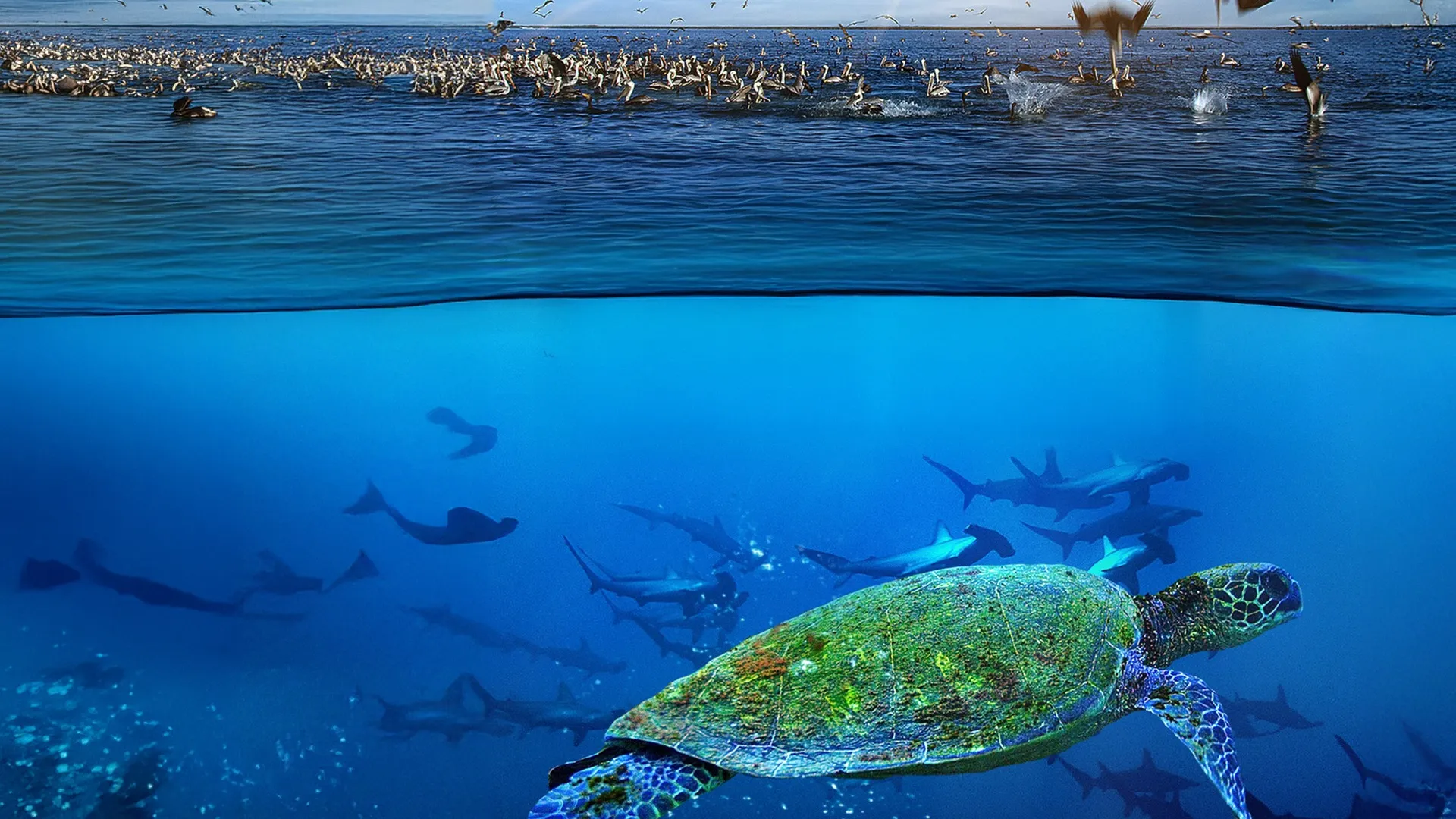 The Wild Pacific