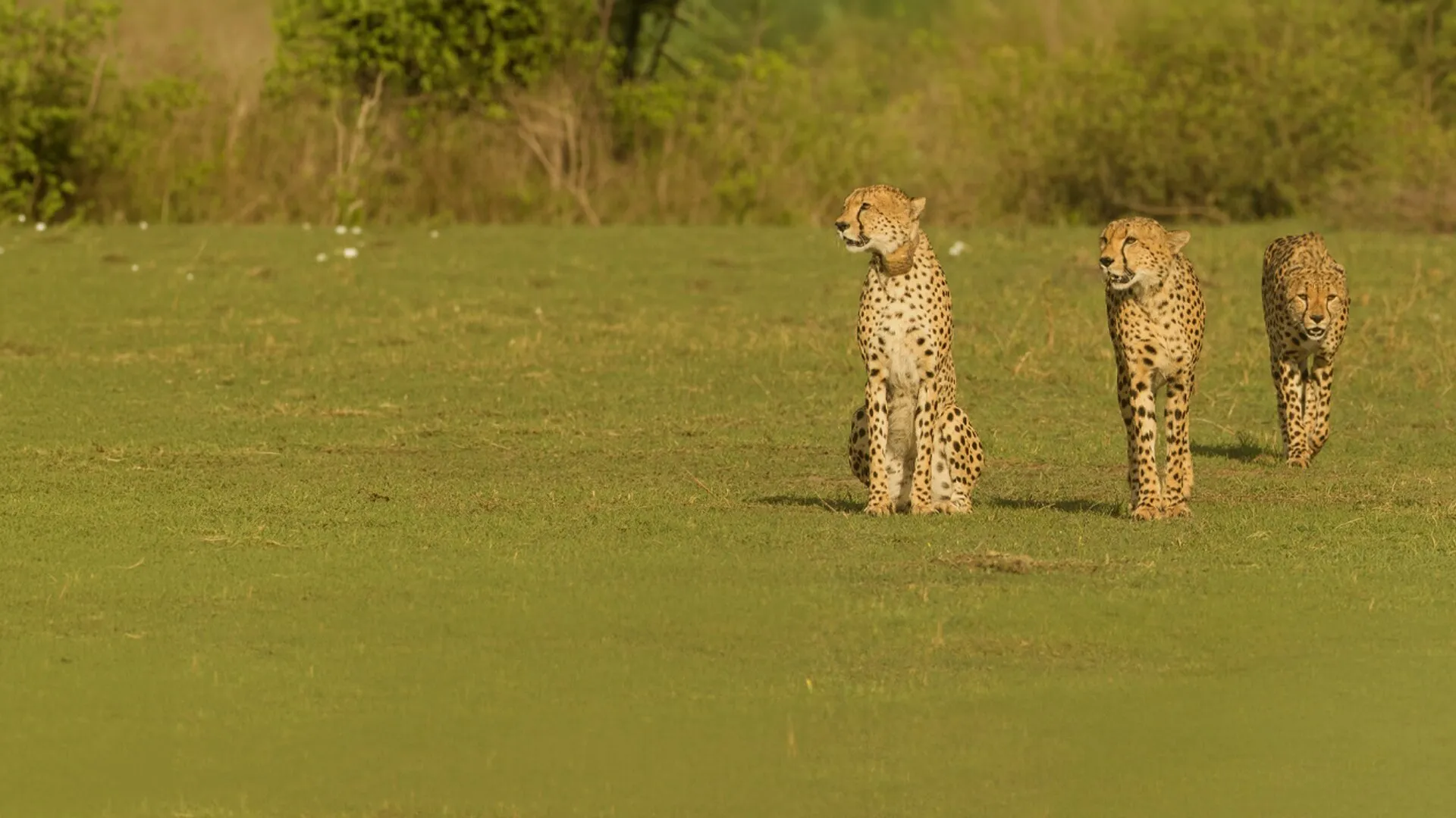 The Incredible Five - A Cheetah's Tale