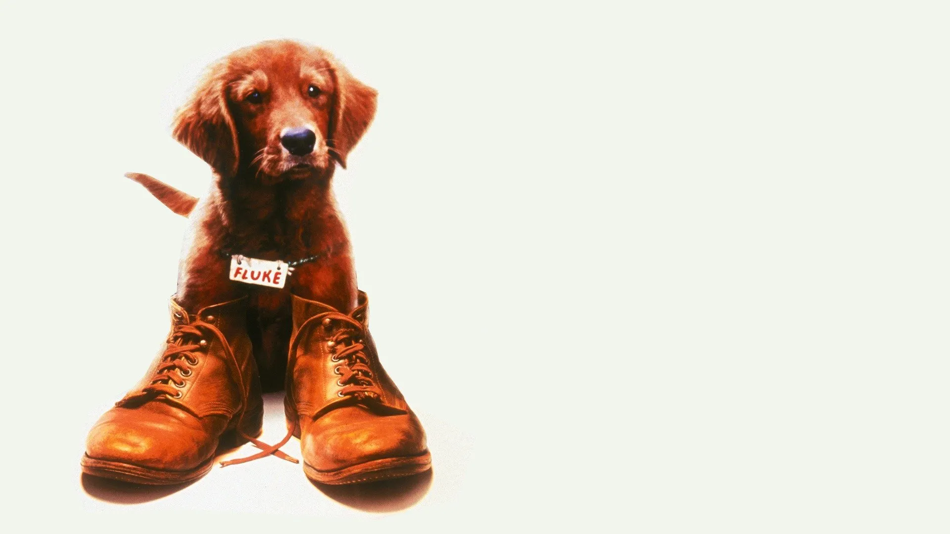 Fluke - Ein Hund räumt auf
