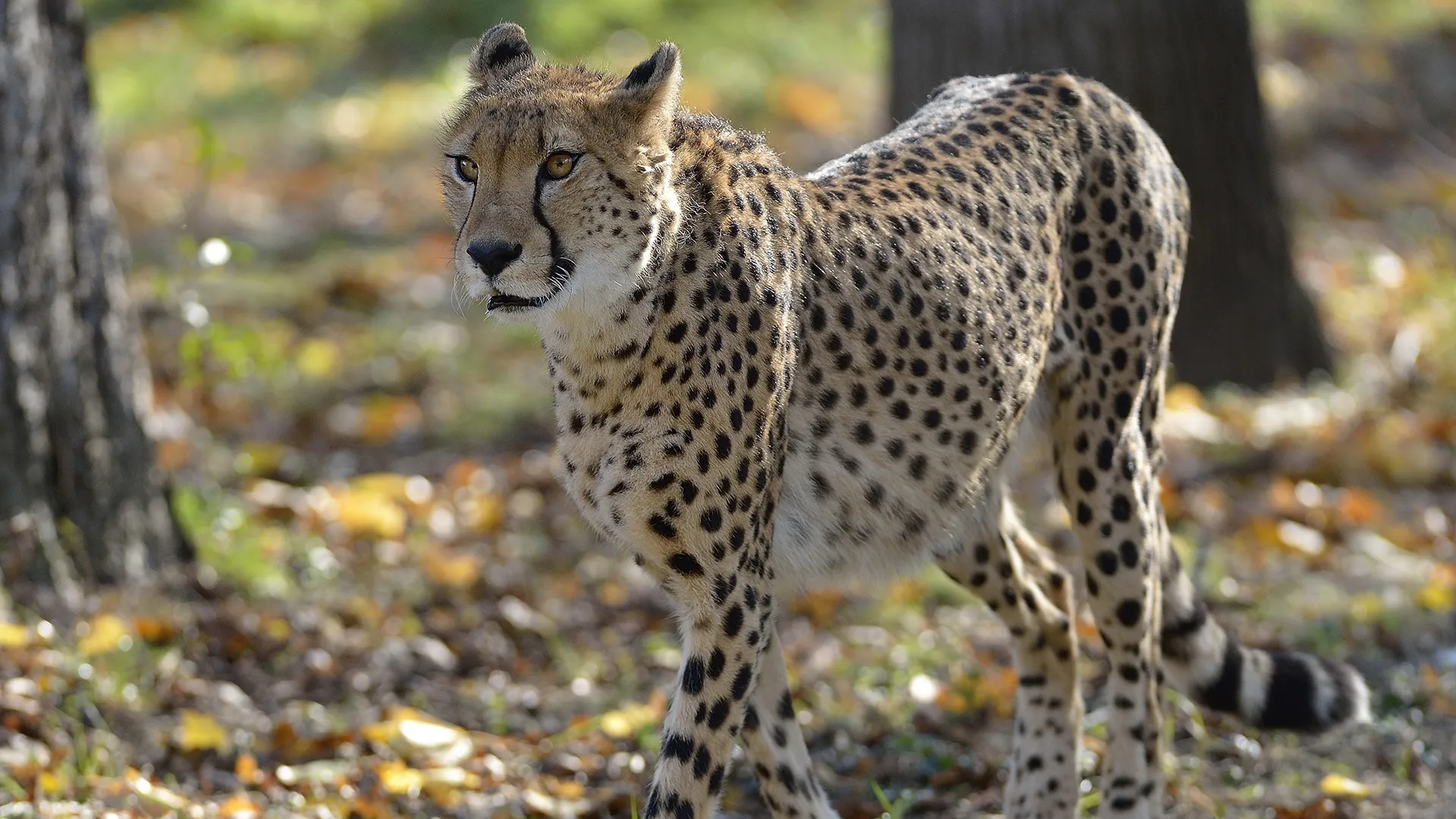 Zoo Vienna