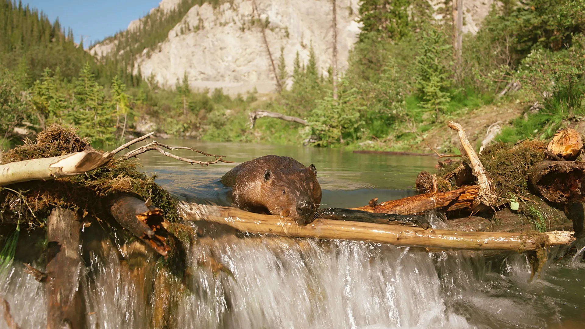 Beavers