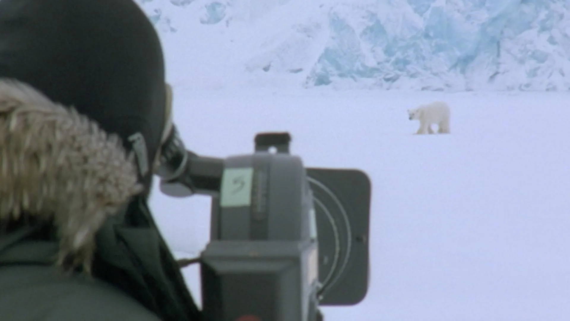 Face to Face with the Polar Bear