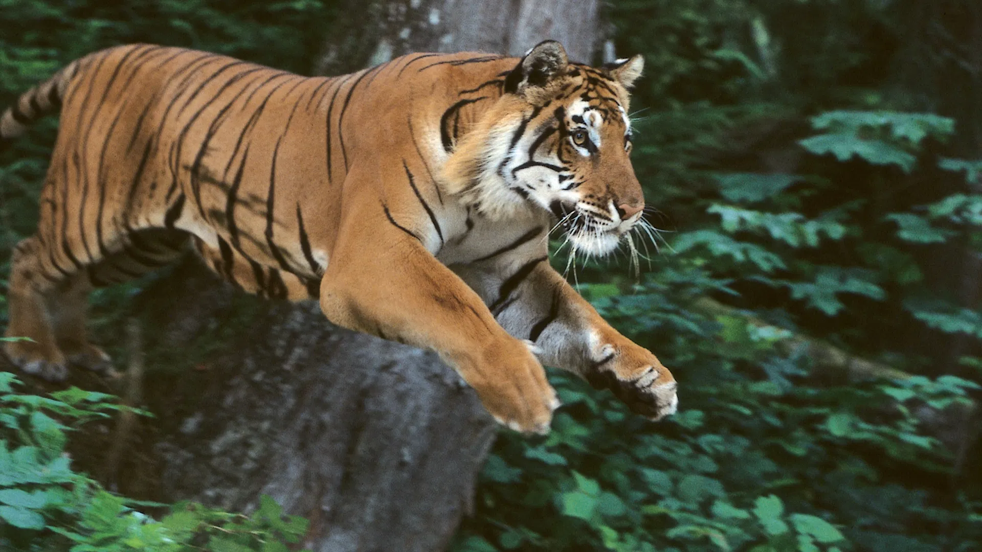 India: Kingdom of the Tiger