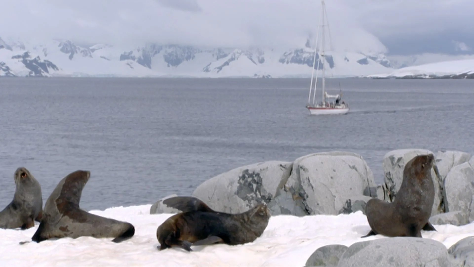 Leopard Seals, Lords of the Ice