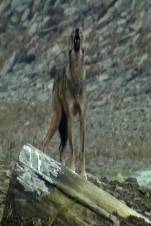 The Wolf Marine Mammal