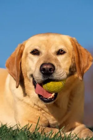 My Dog: An Unconditional Love Story