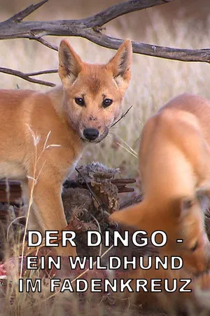 Der Dingo – Ein Wildhund im Fadenkreuz