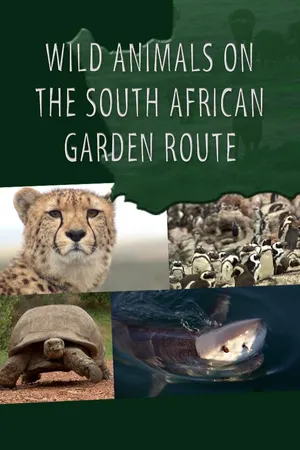 Wild Animals in South Africa: Rescue Centres Along the Garden Route