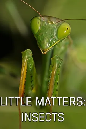 Little Matters: Insects