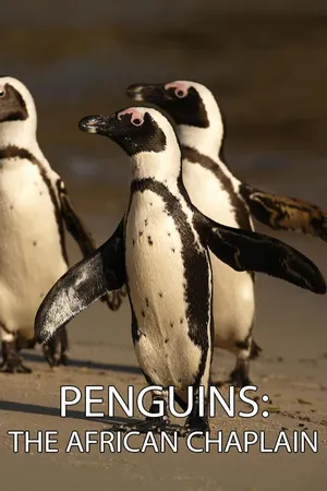Pingouins : le Charlie Chaplin Africain