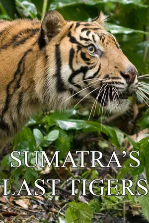 Les derniers tigres de Sumatra