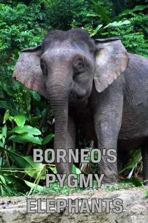 Borneo's Pygmy Elephants