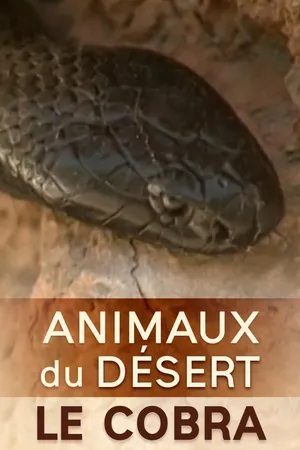 Animaux du désert : Le Cobra FR