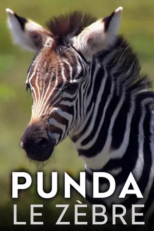 Punda, le zèbre