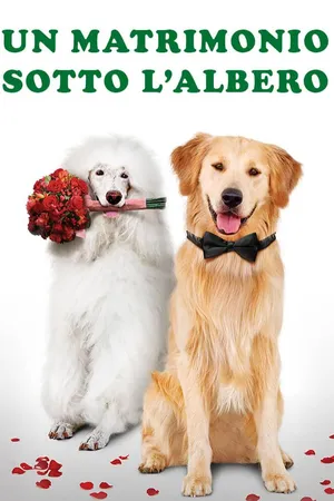 Un matrimonio sotto l'albero