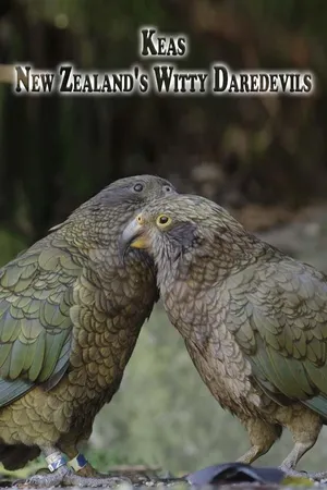 Keas - New Zealand's Witty Daredevils