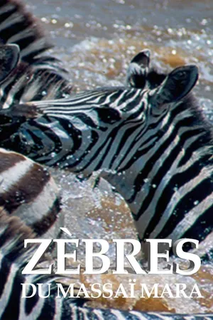 Zèbres du Massaï Mara