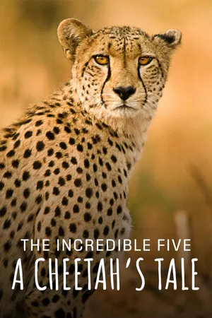 The Incredible Five - A Cheetah's Tale