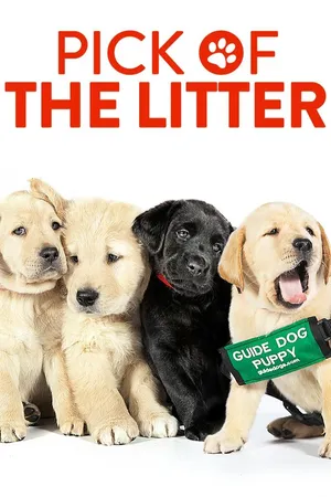 Pick of the Litter