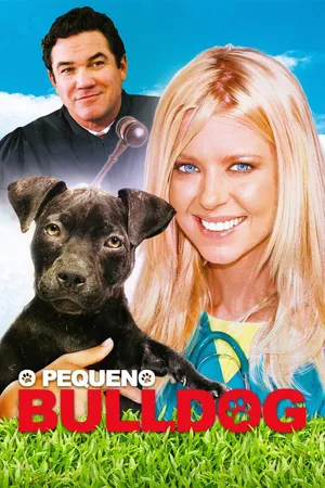 O pequeno Bulldog