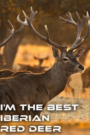 I'm the Best Iberian Red Deer