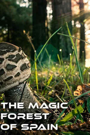 The Magic Forest of Spain