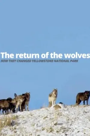 Return of the Wolves