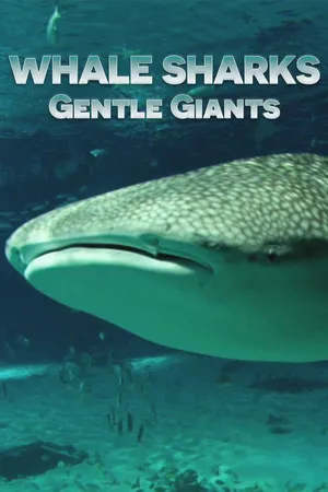 Whale Sharks…Gentle Giants