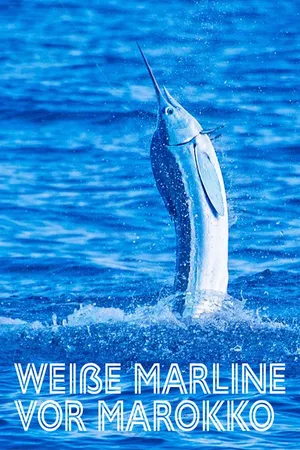 Weiße Marline vor Marokko