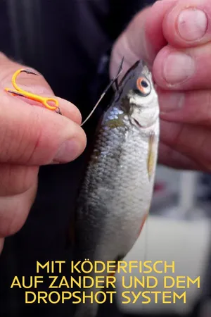 Mit Köderfisch auf Zander und dem Dropshot System
