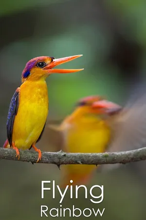 Flying Rainbow