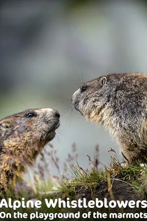 Alpine Whistleblowers - On the Playground of the Marmots
