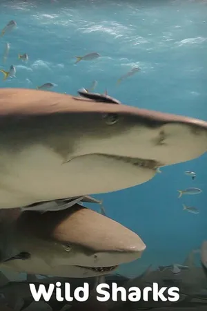 Wild Sharks
