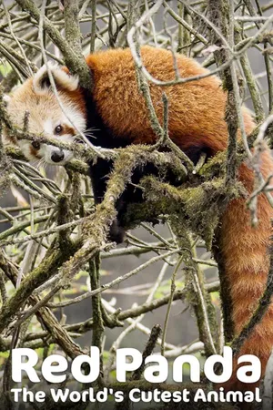 Red Panda - The World's Cutest Animal