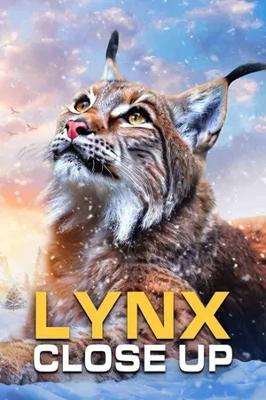Lynx - Close Up