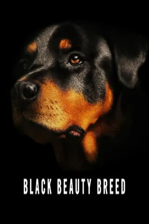Black Beauty Breed