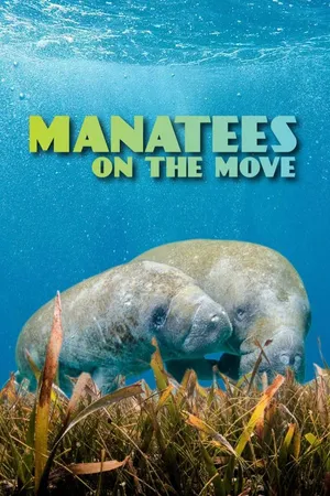 Manatees On The Move