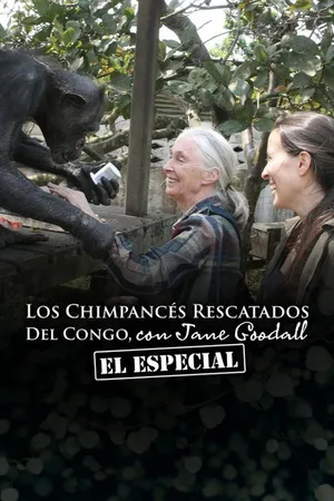 Los chimpancés del Congo rescatados, con Jane Goodall: El especial