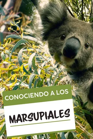 Conociendo a los Marsupiales