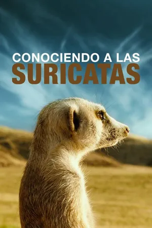 Conociendo a las Suricatas