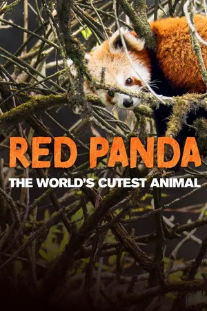 Red Panda - The World's Cutest Animal