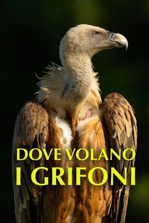 Dove volano i grifoni