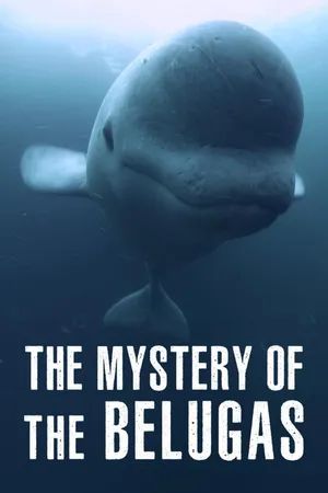 The Mystery of the Belugas