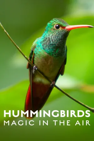 Hummingbirds: Magic in the Air