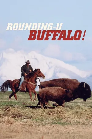 Rounding up Buffaloes