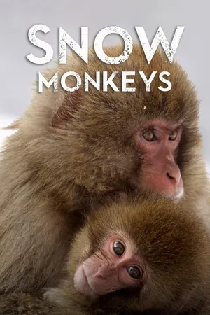 Snow Monkeys
